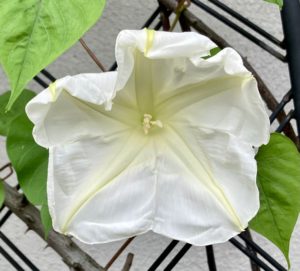 夜顔の花がまた咲いてた〜＠＠ 10・8 – かおぶろぐ
